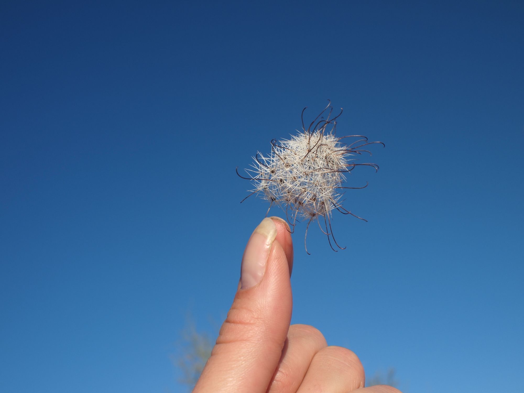 A hand holding a small ball of cactus thorns to the sky