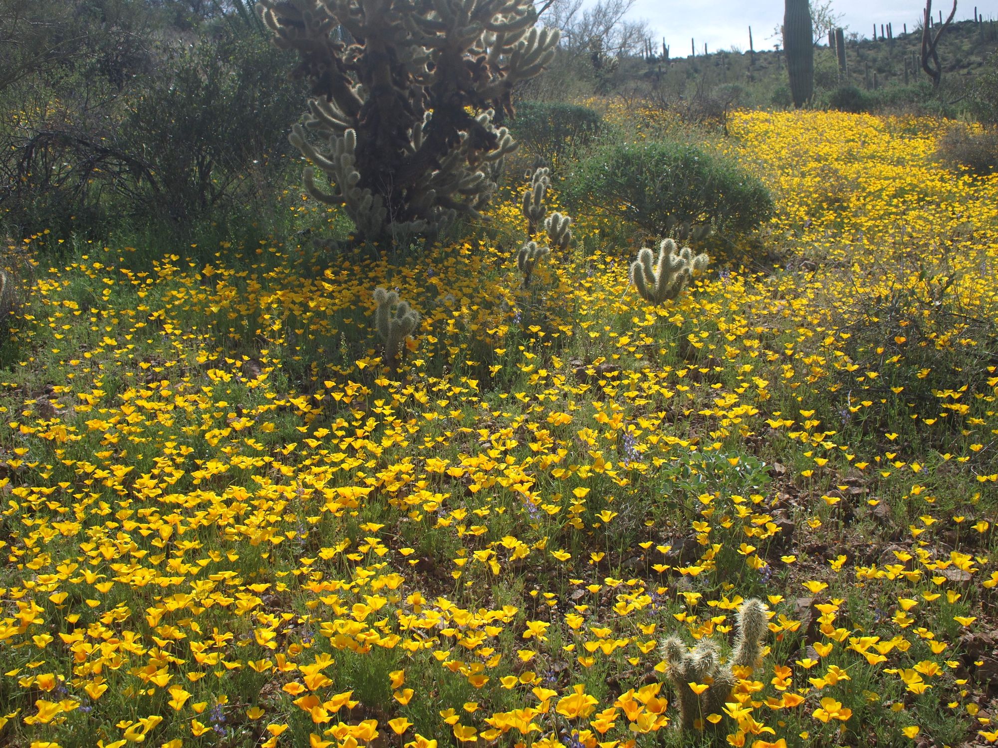 Yellow poppy flowers carpet the desert floor with fuzzy-spikes cactus in the background