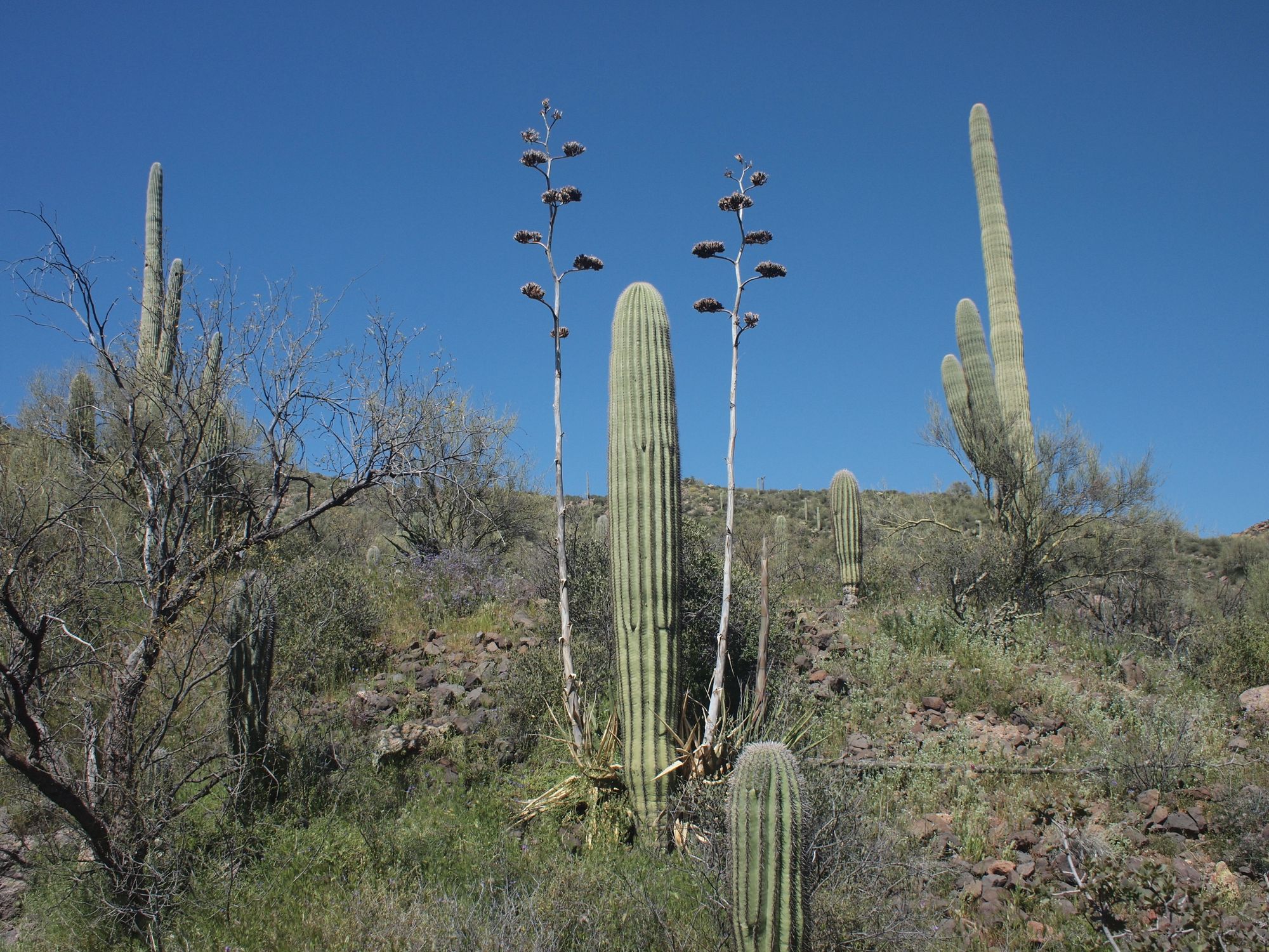 A desert scene with saguaro cactus, mesquite tree and two yucca that have flowered and died