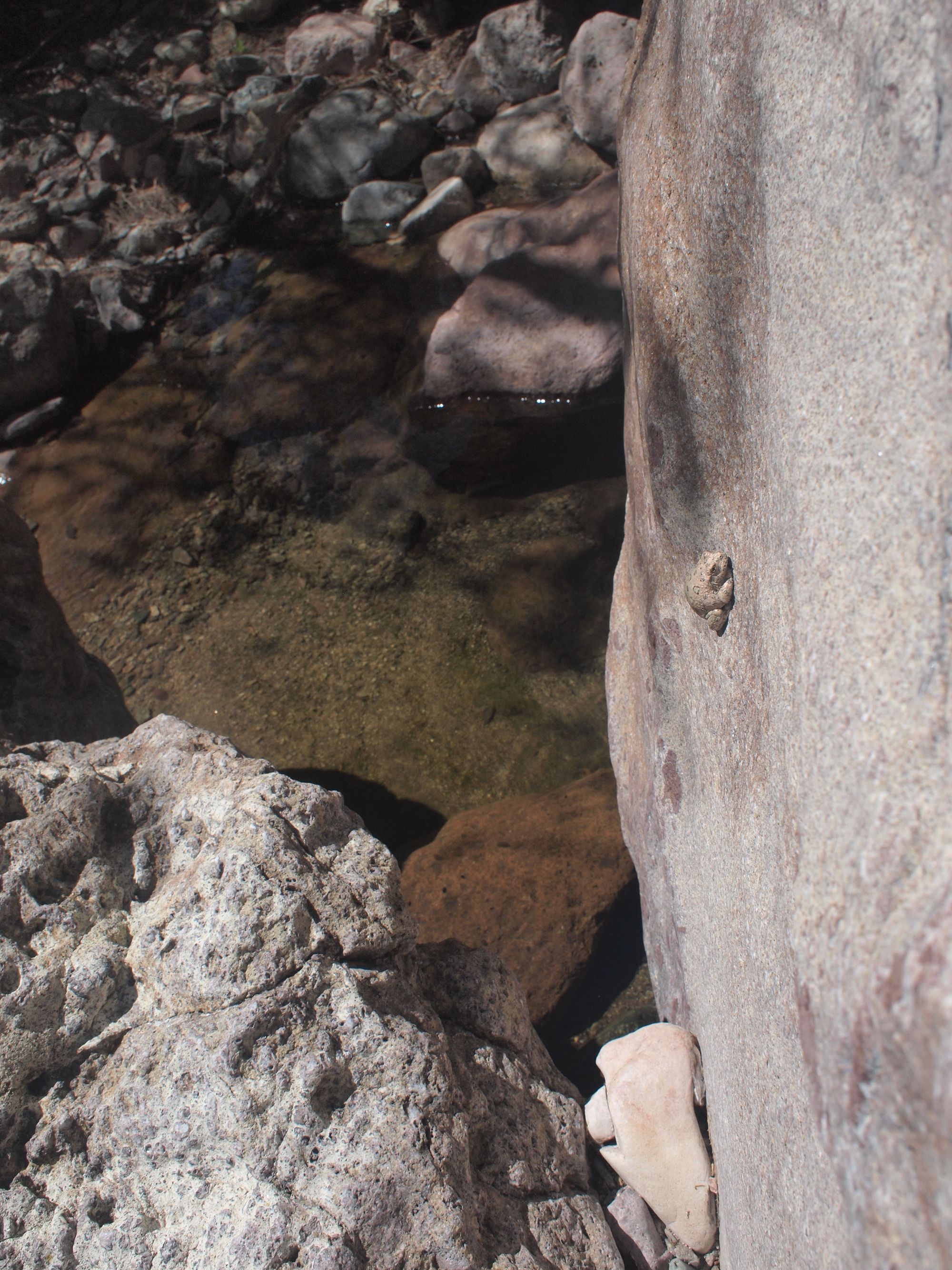 A small tan, well camouflaged frog clings to a rock by a creek
