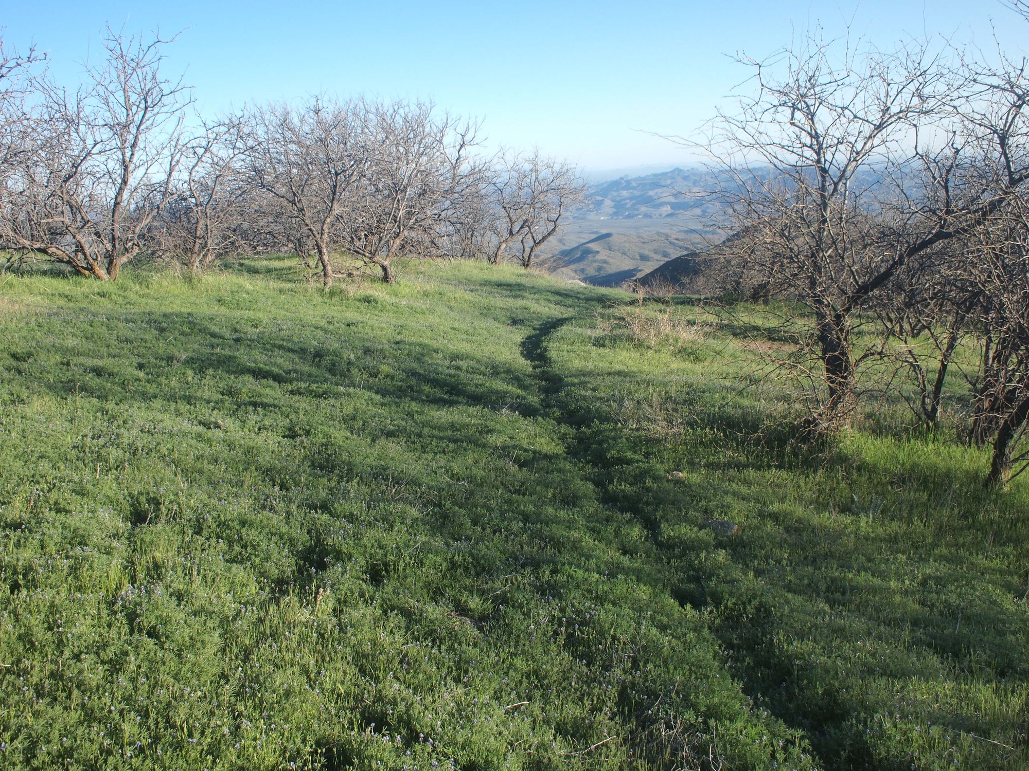 A landscape in the desert, the ground covered with thick green vegetation, the mesquite trees lining the trail just twigs without leaves. 