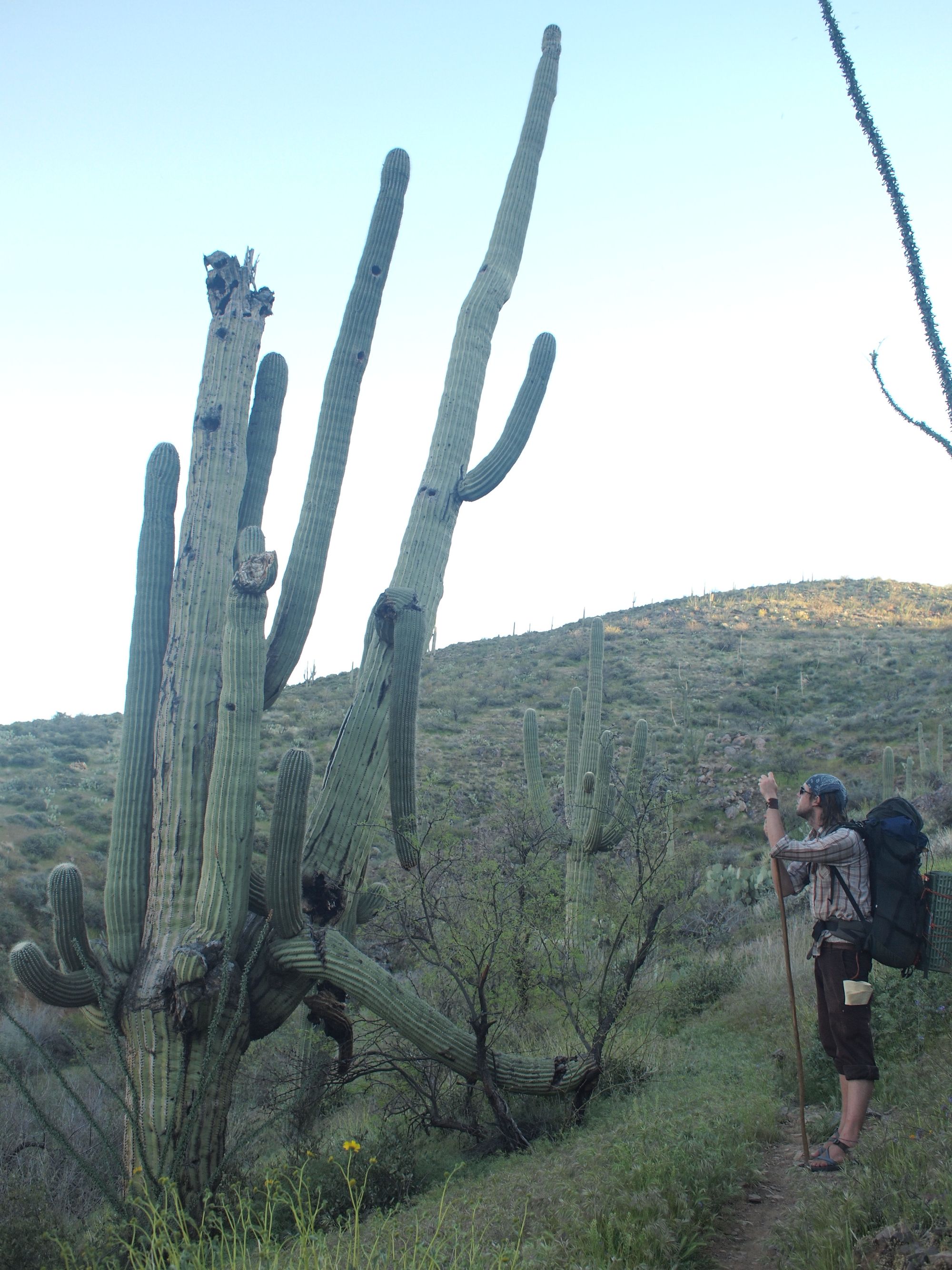 Man wearing a large backpack standing on a trail, looking at an enormous saguaro cactus. 
