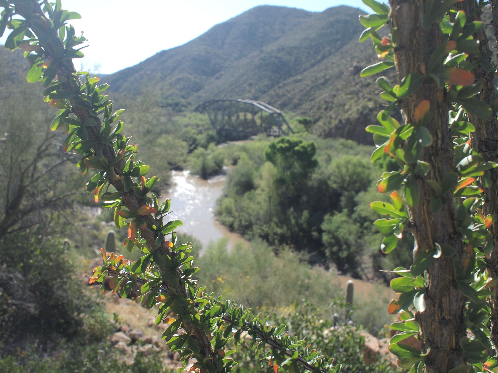A riparian desert landscape with leafy Ocotillo in the foreground, mountains, a river and bridge in the background. 