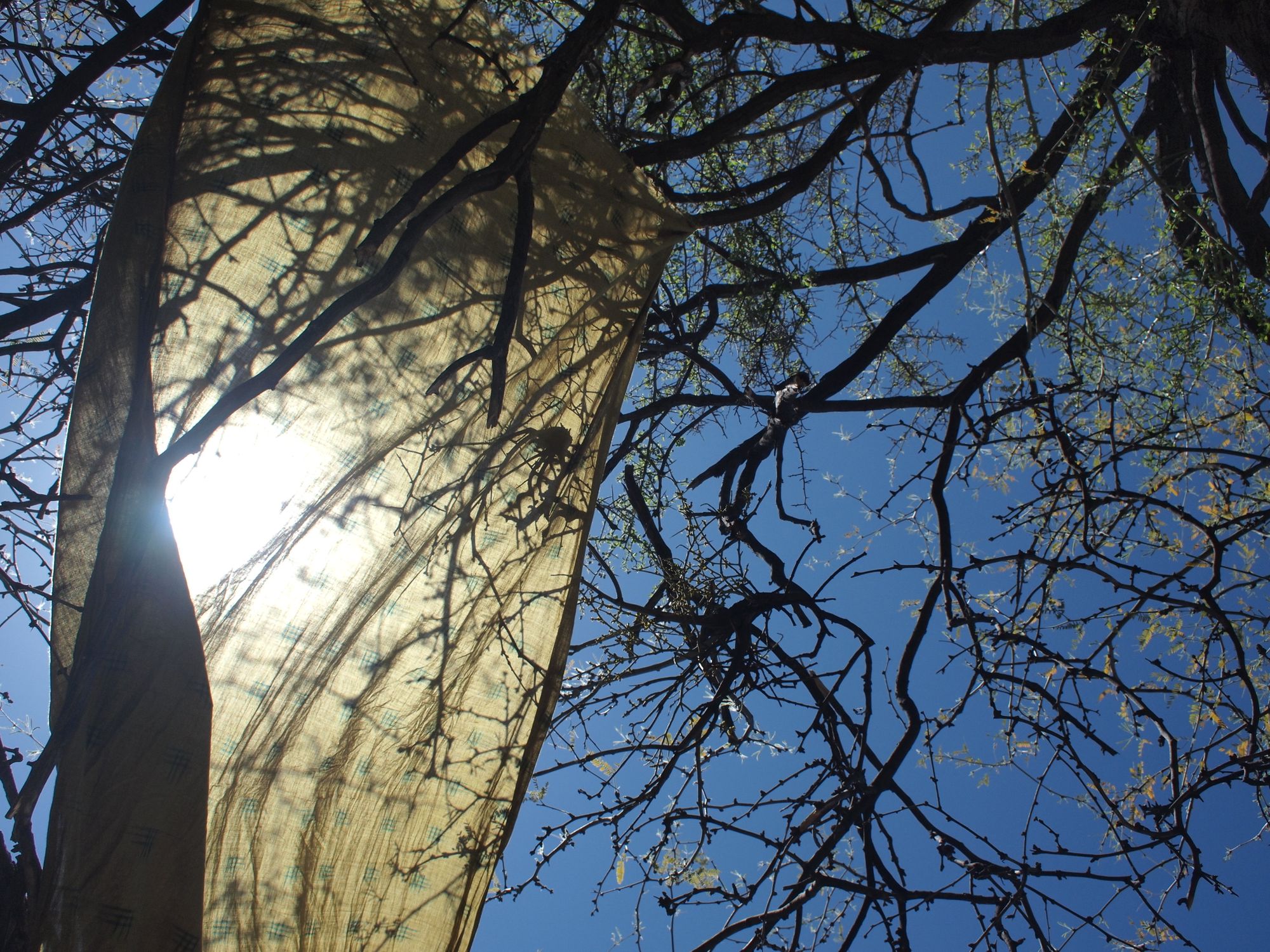 looking up through the branches of a mesquite tree to a blue sky. In the tree hangs a green piece of fabric for shade. 