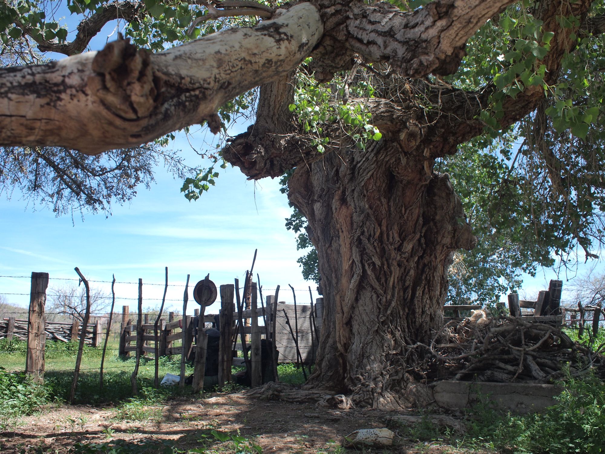 A giant cotton wood tree next to a barbed wire coral