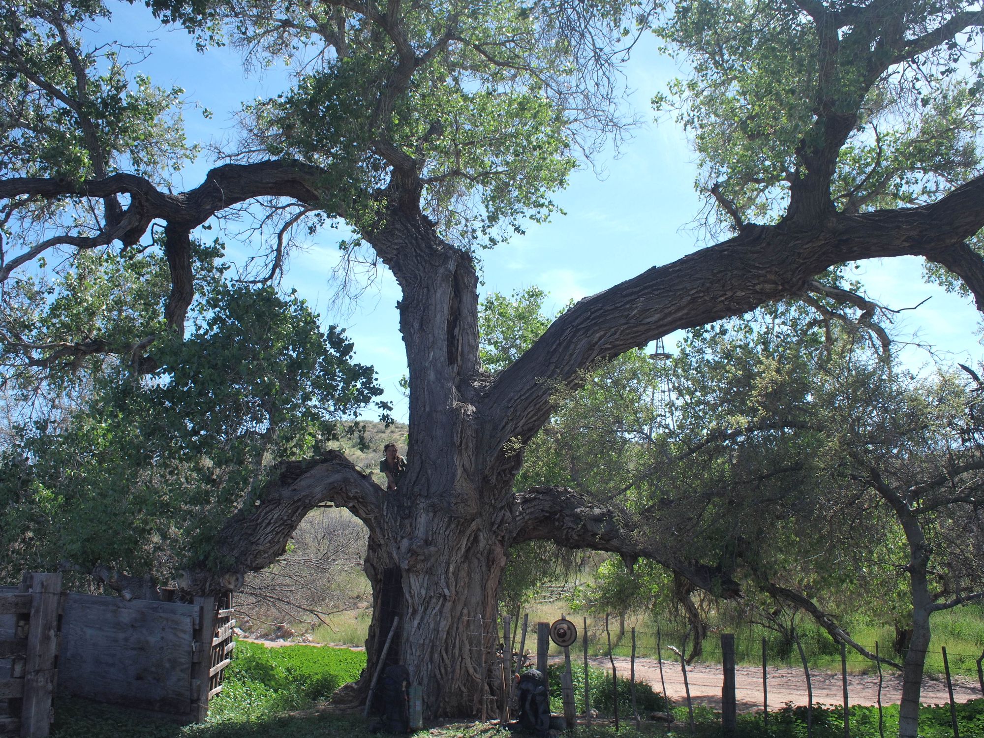 Woman sits in the branches of a giant cottonwood tree. 