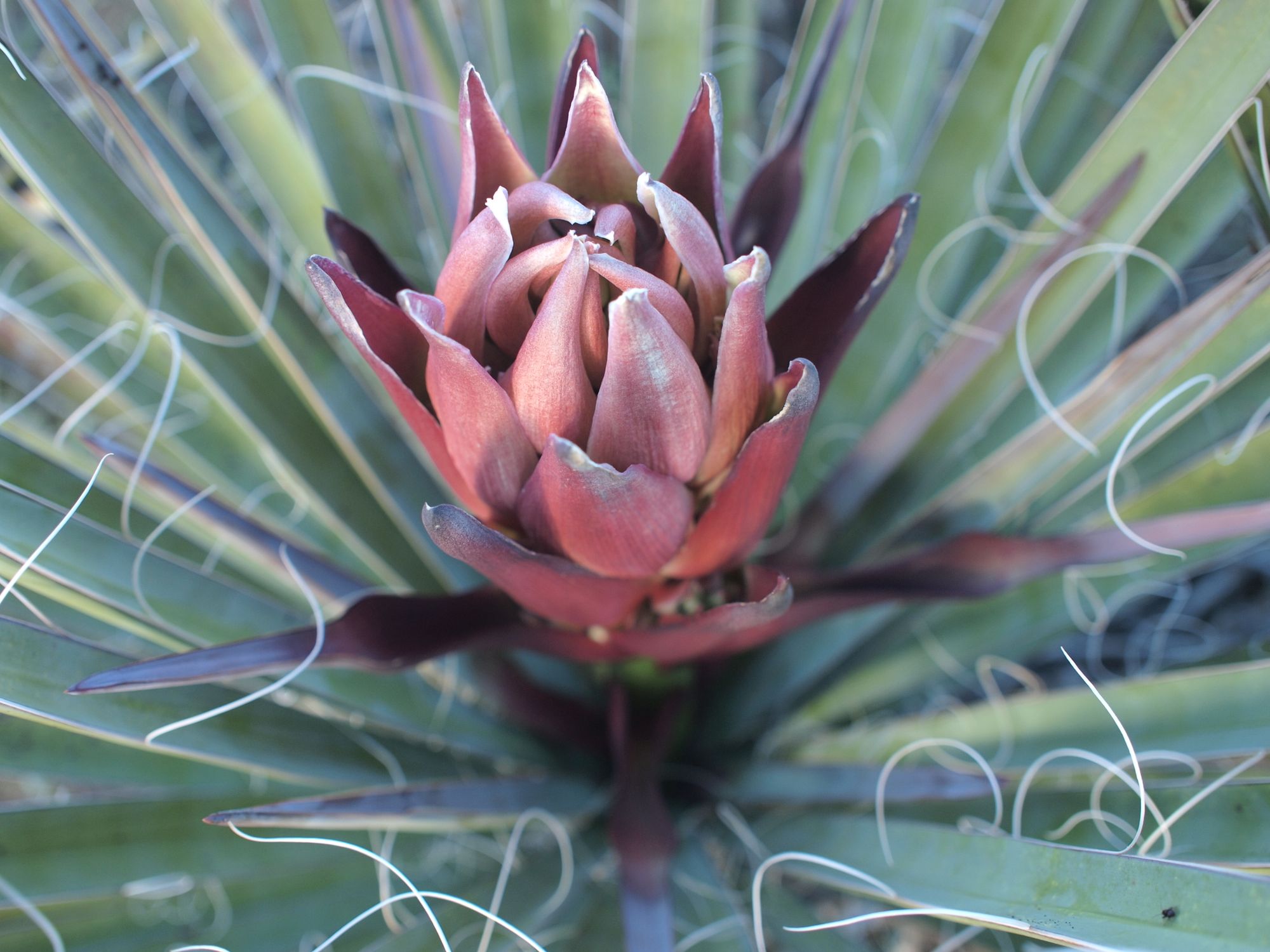 a top-down view of a blooming yucca.  The flower is pink-red-purple and its green leaves radiate from the center. 