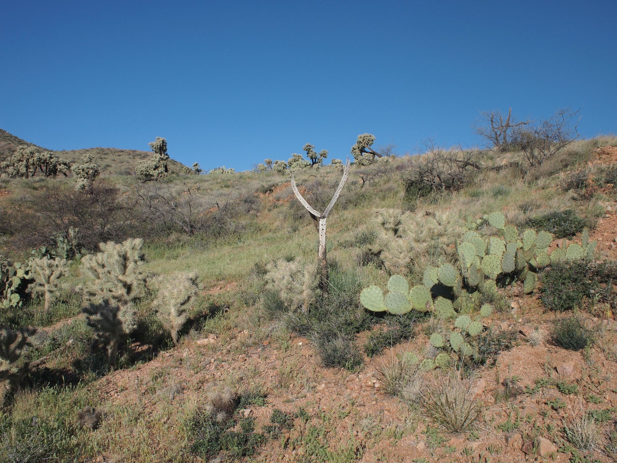 A desert landscape.  A hillside covered in different species of cactus, bushes and small plants.