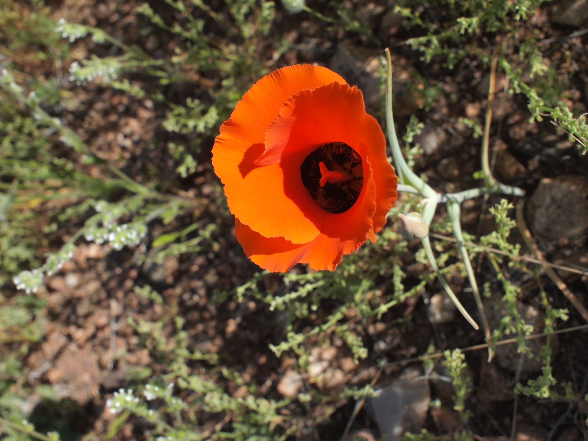 A close up photo of a bright orange flower with black center. 