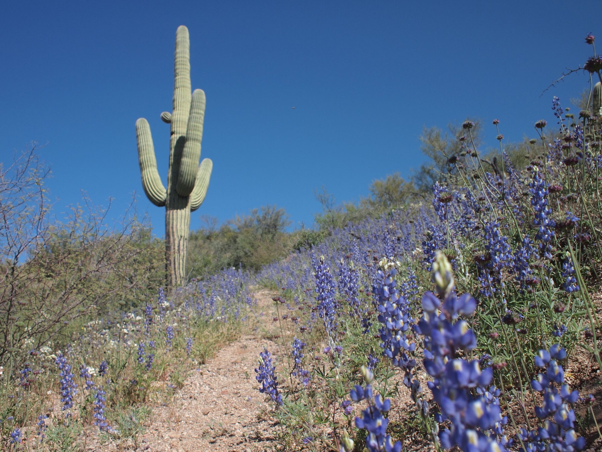 a trail going through the desert with blue lupine flowers and saguaro cactus along its sides. 
