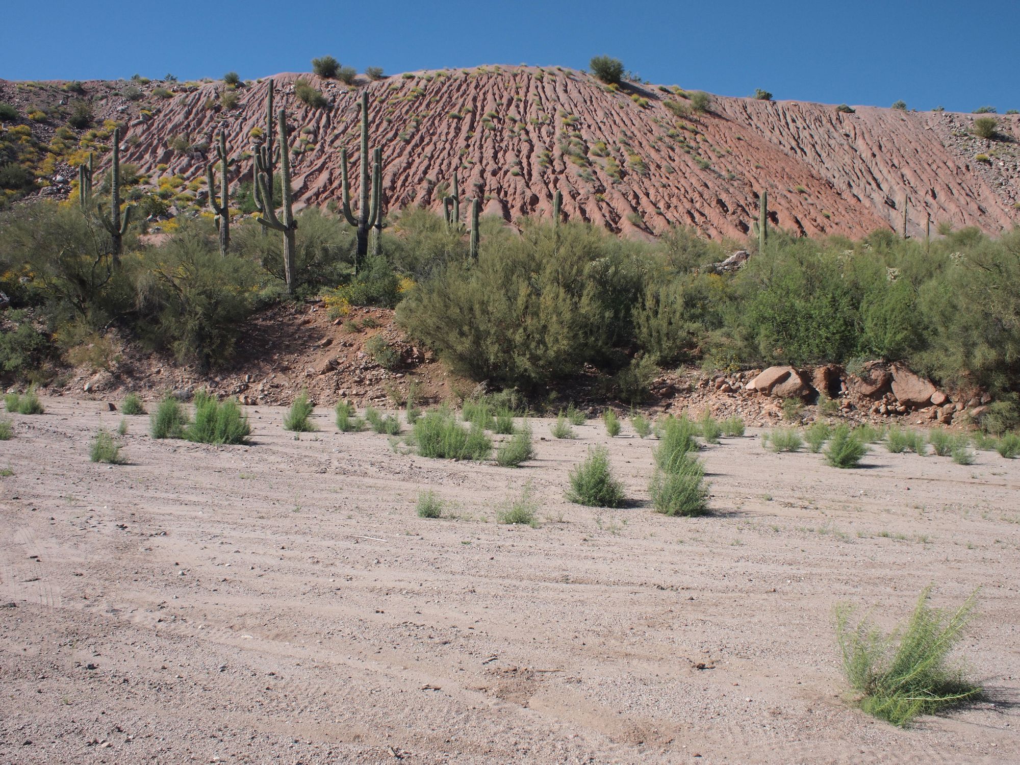 a river bottom landscape with red dirt, mesquites and saguaro cactus.