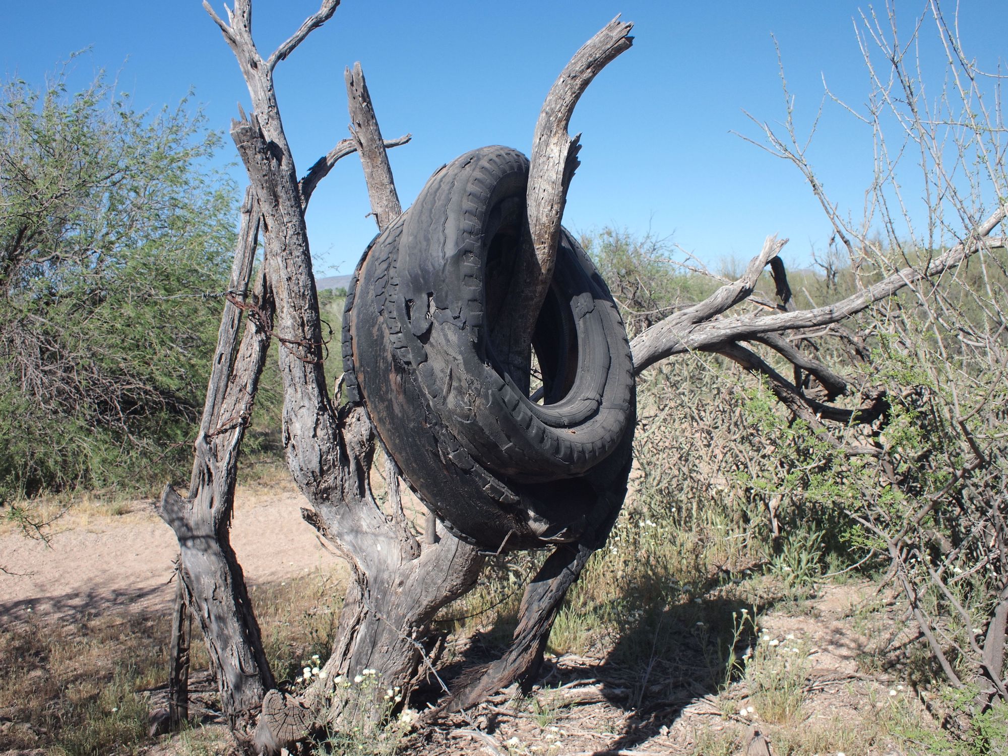 Two old tires hang on dead tree branches in the desert