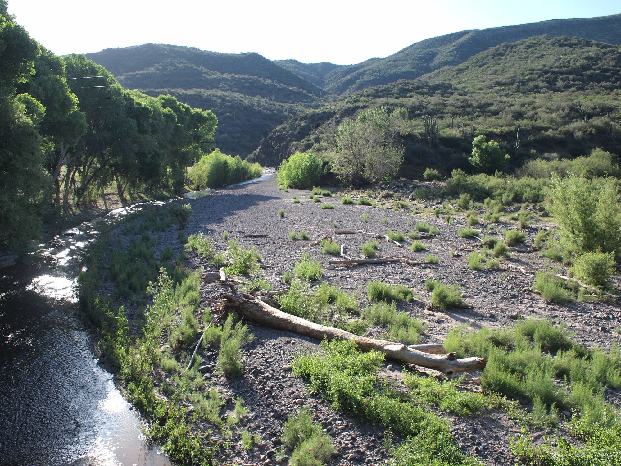 A river bottom landscape with green cottonwoods, willows and mountains. 