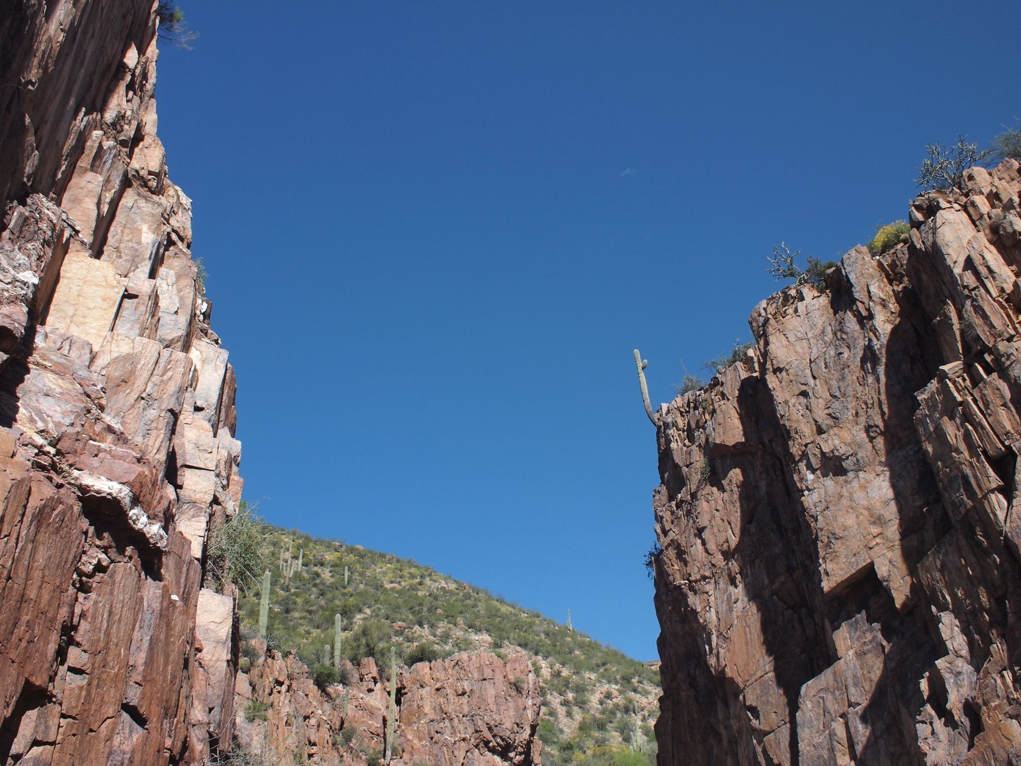 A huge saguaro cactus hangs improbably from a high cliff edge.  The photo is looking up the canyon walls towards a blue sky