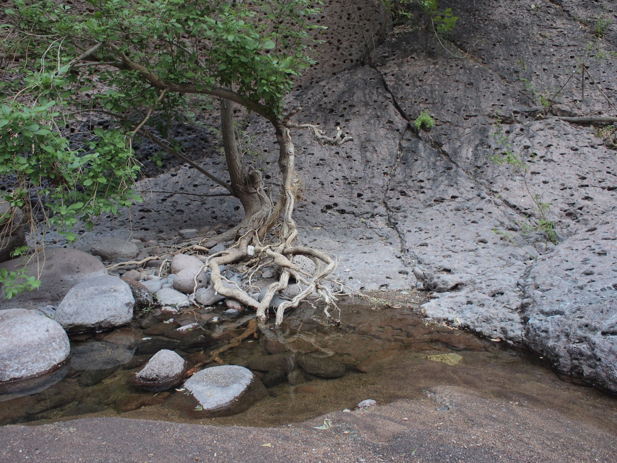Two trees with a maze of gnarled roots creeping along the grey stone and into a sandy pool of water in a canyon