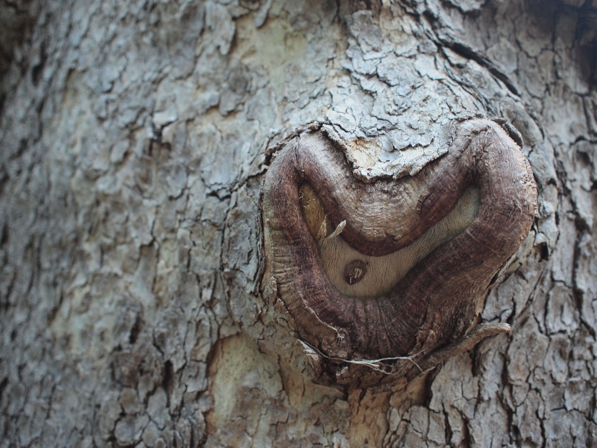 The bark of a sycamore tree grown into a smile shaped knot.