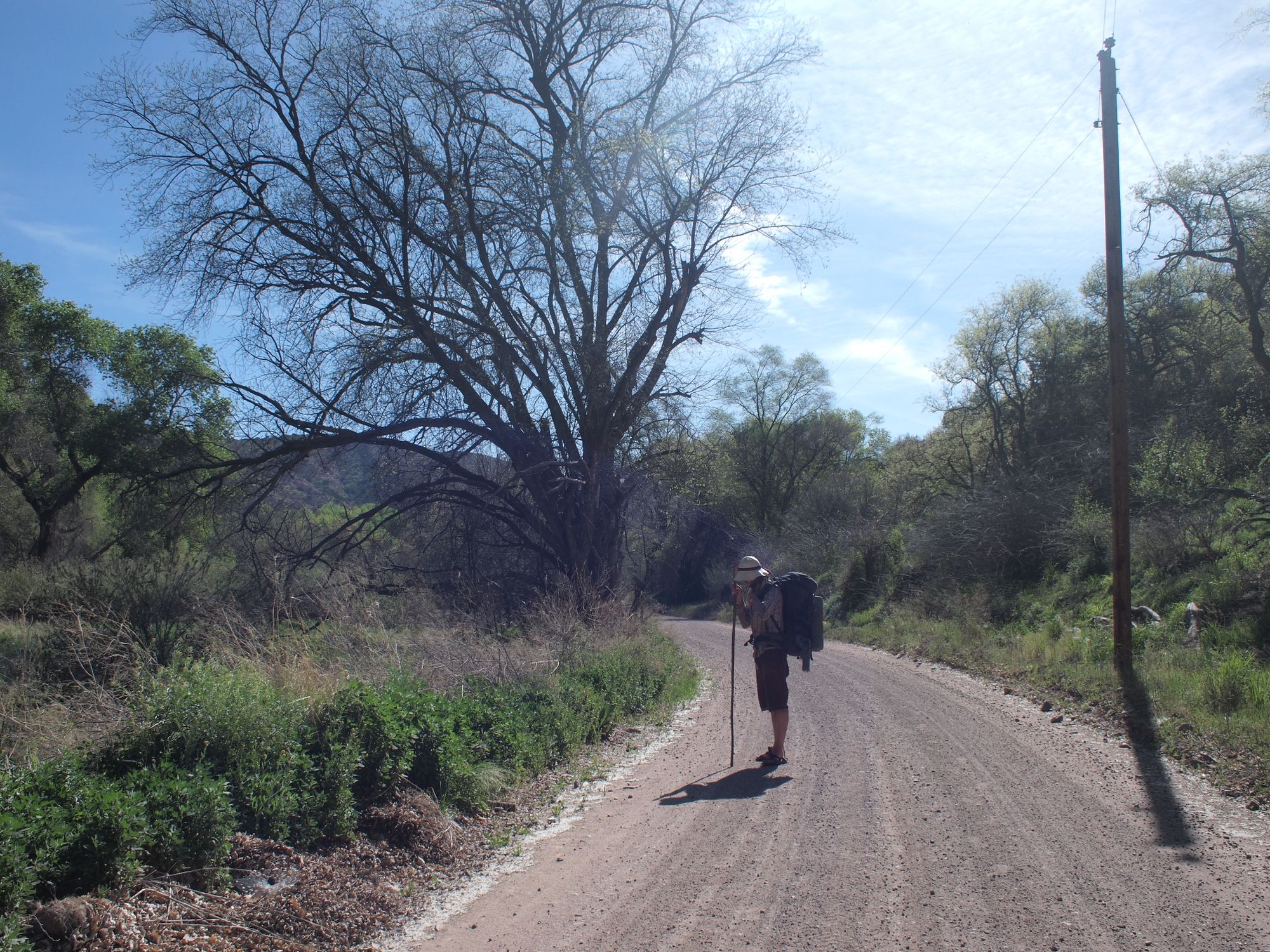 A man with a walking stick and wearing a large backpack stands in the middle of a dirt road, lined by greenery and trees