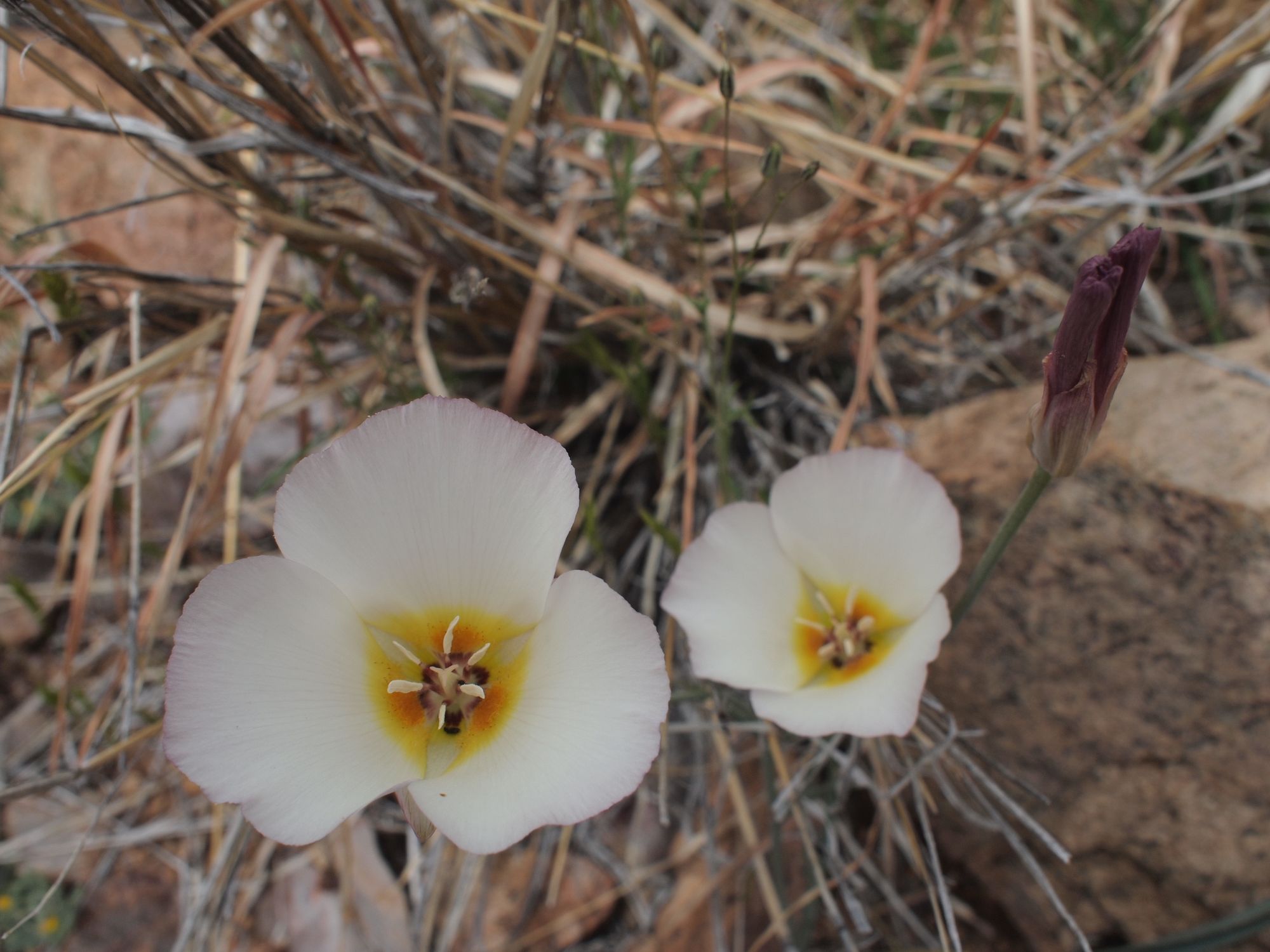Two white mariposa lily flowers with three petals and yellow and orange centers