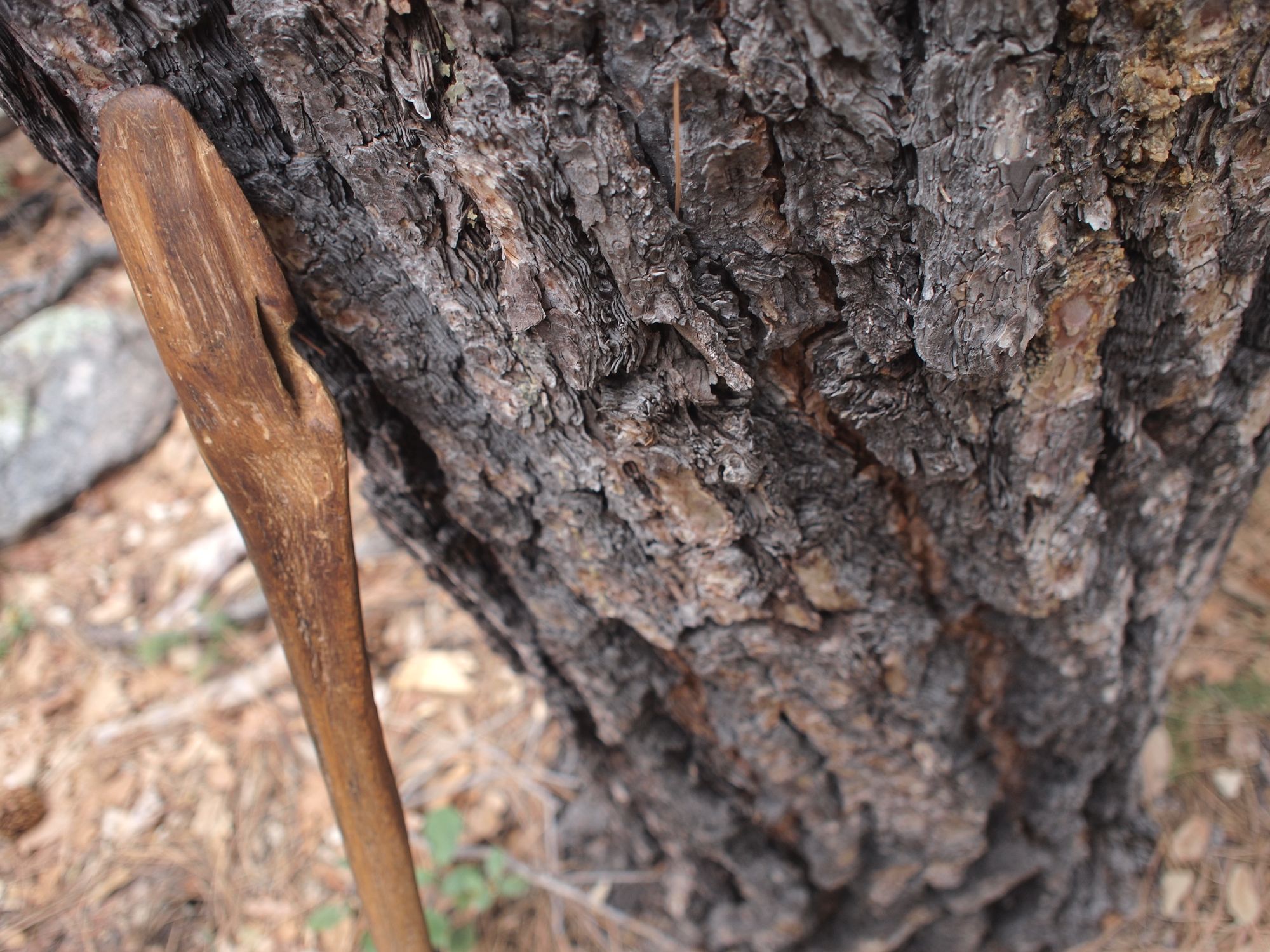 A wooden walking stick leans against the highly textured grey bark of a ponderosa pine