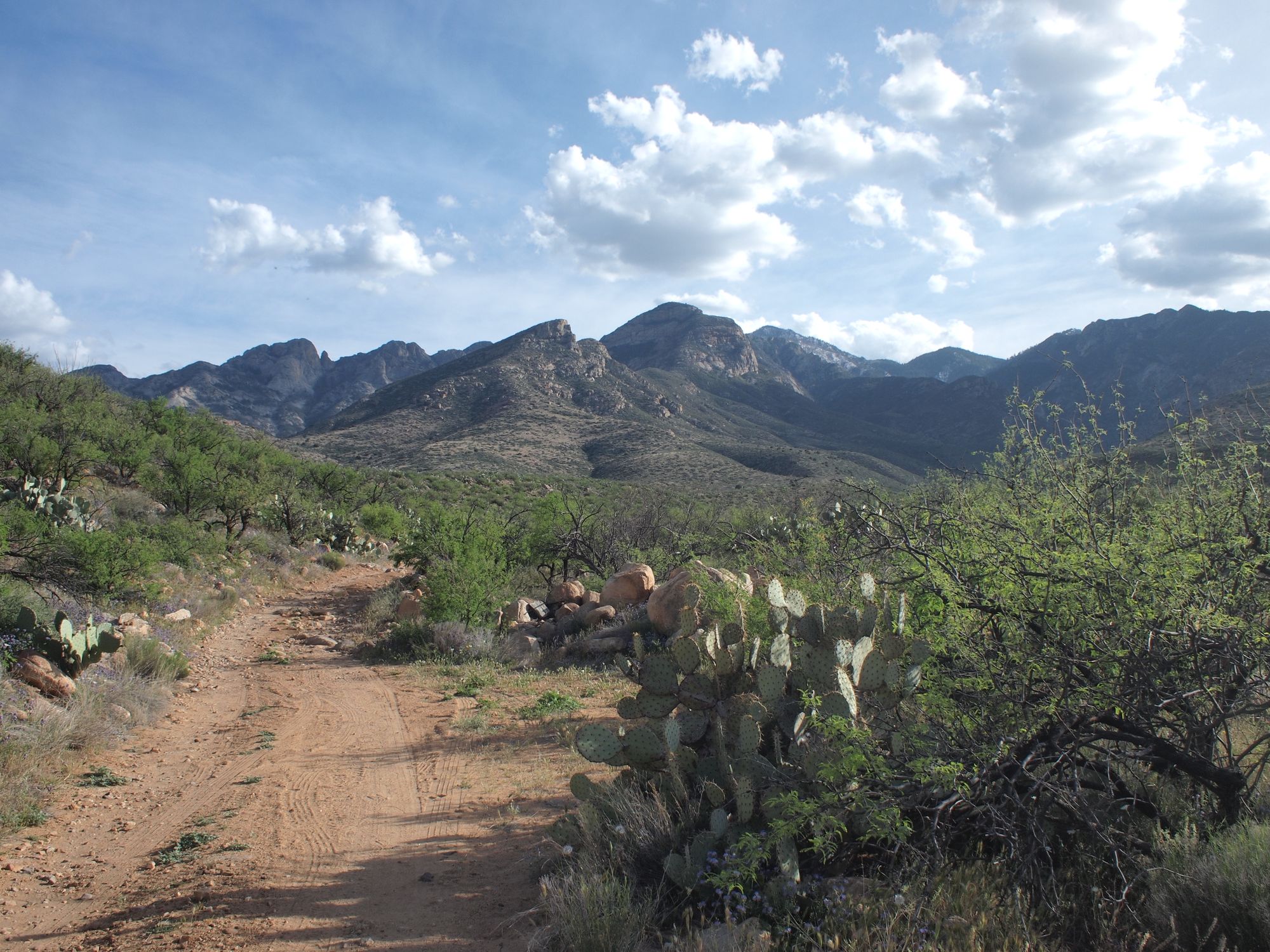 A mountain landscape with snowy, pine covered peaks in the background, a dirt road lined with mesquite and cactus in the foreground.