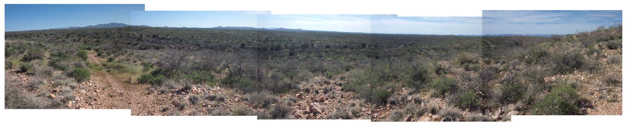 A panoramic desert landscape with bushes and cactus in the foreground, mountains way off in the distance. 