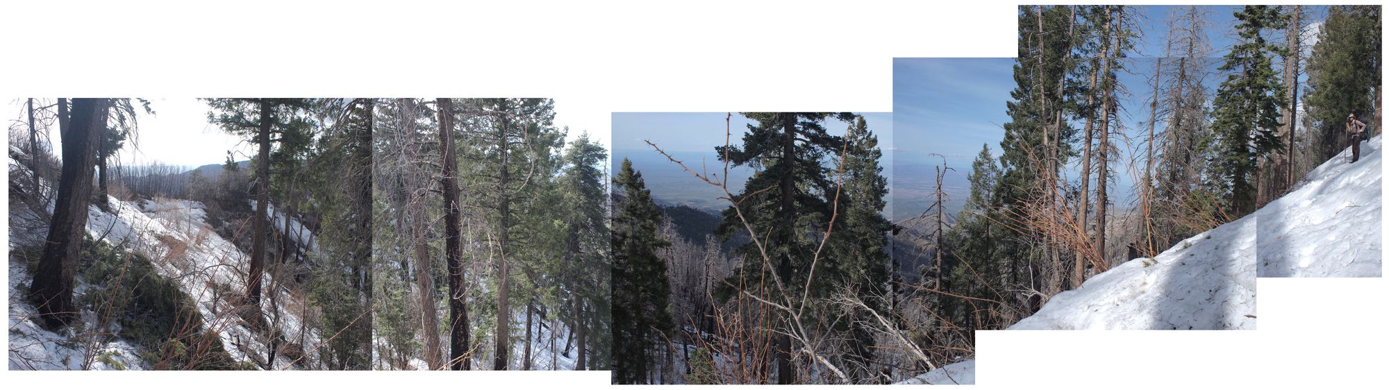 A panorama of photos taken from a pine covered, snowy mountaintop overlooking a valley