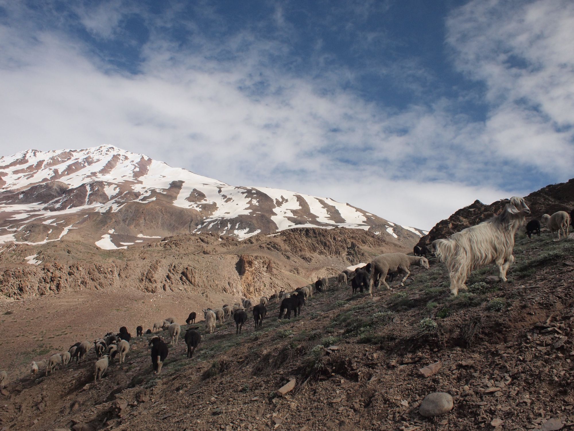 white goats and black and white sheep roam a rocky mountainside with snow covered peaks in the background. 