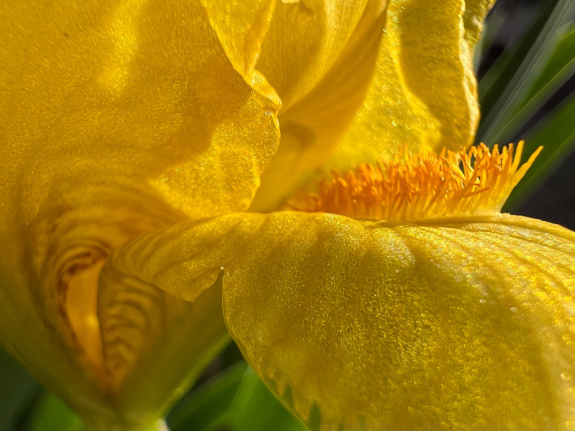 A close up image of a yellow Iris, its petals glittering