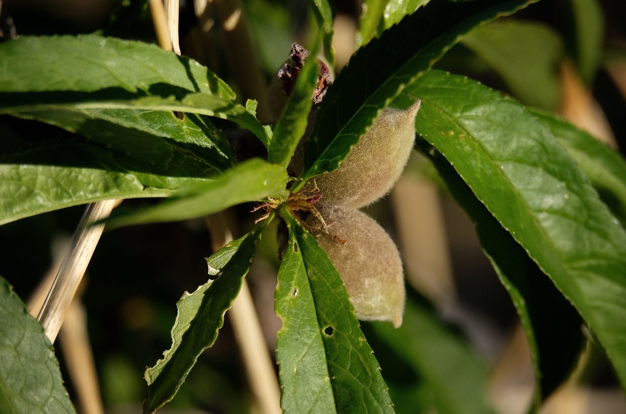 a close up image of two tiny fuzzy baby peaches, surrounded by green leaves