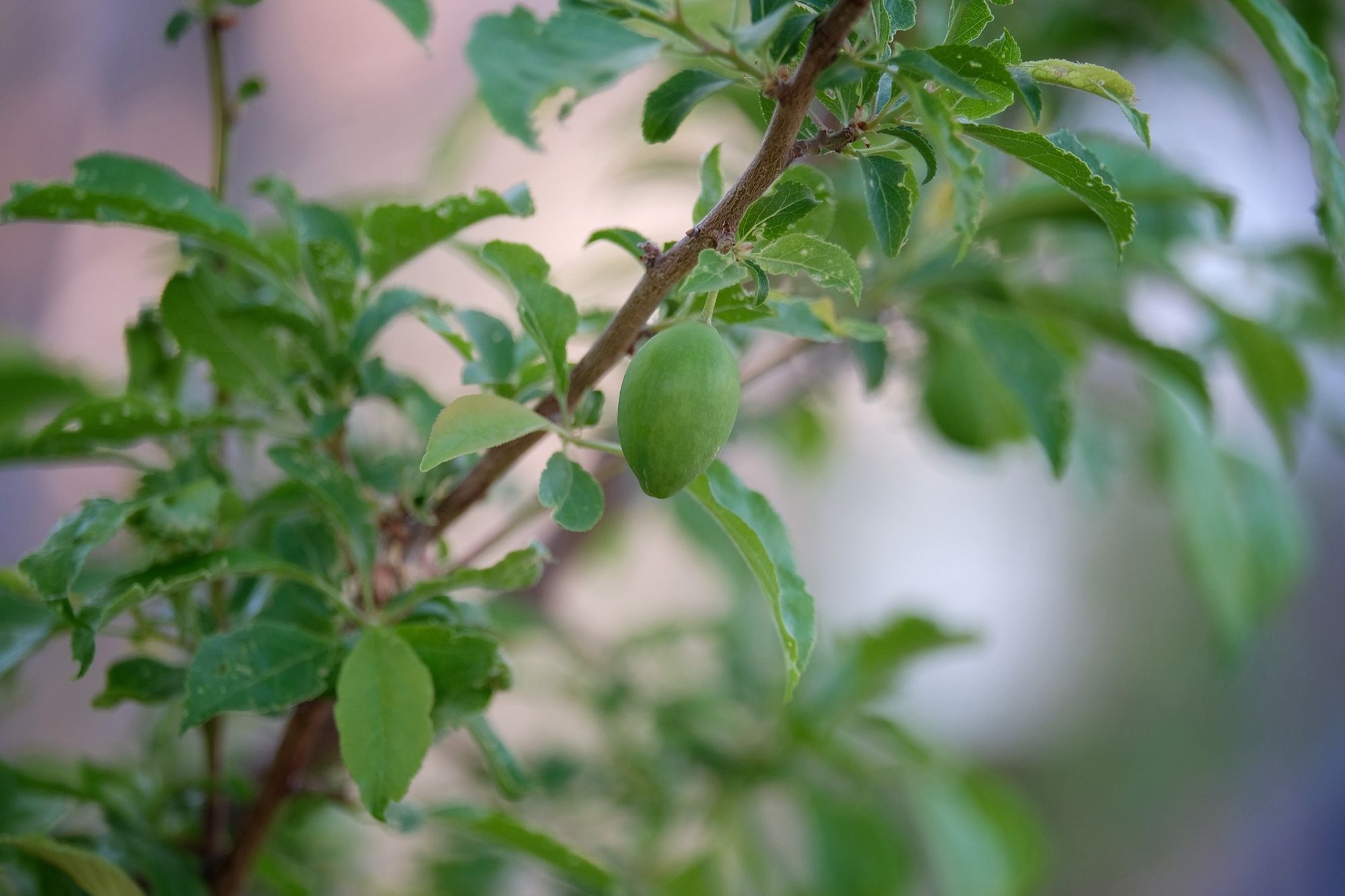 a close up image of a tiny green baby plum hanging on a branch with sparse leaves