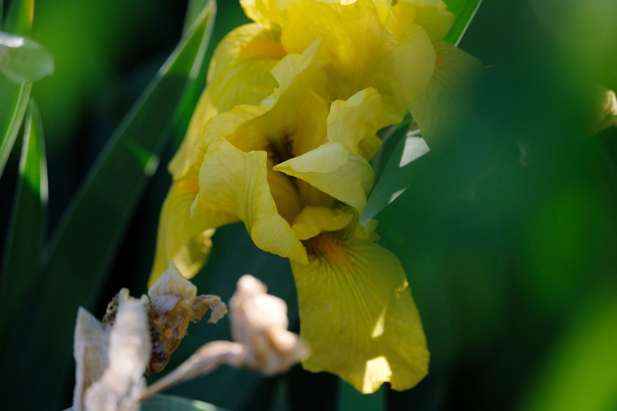 A close up image of a yellow Iris blossom and green leaves
