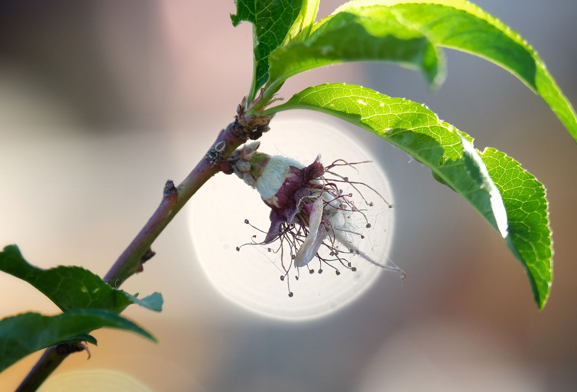 A close up image of a tiny peach fruit with its flower still on it, its leaves arching above like an umbrella 