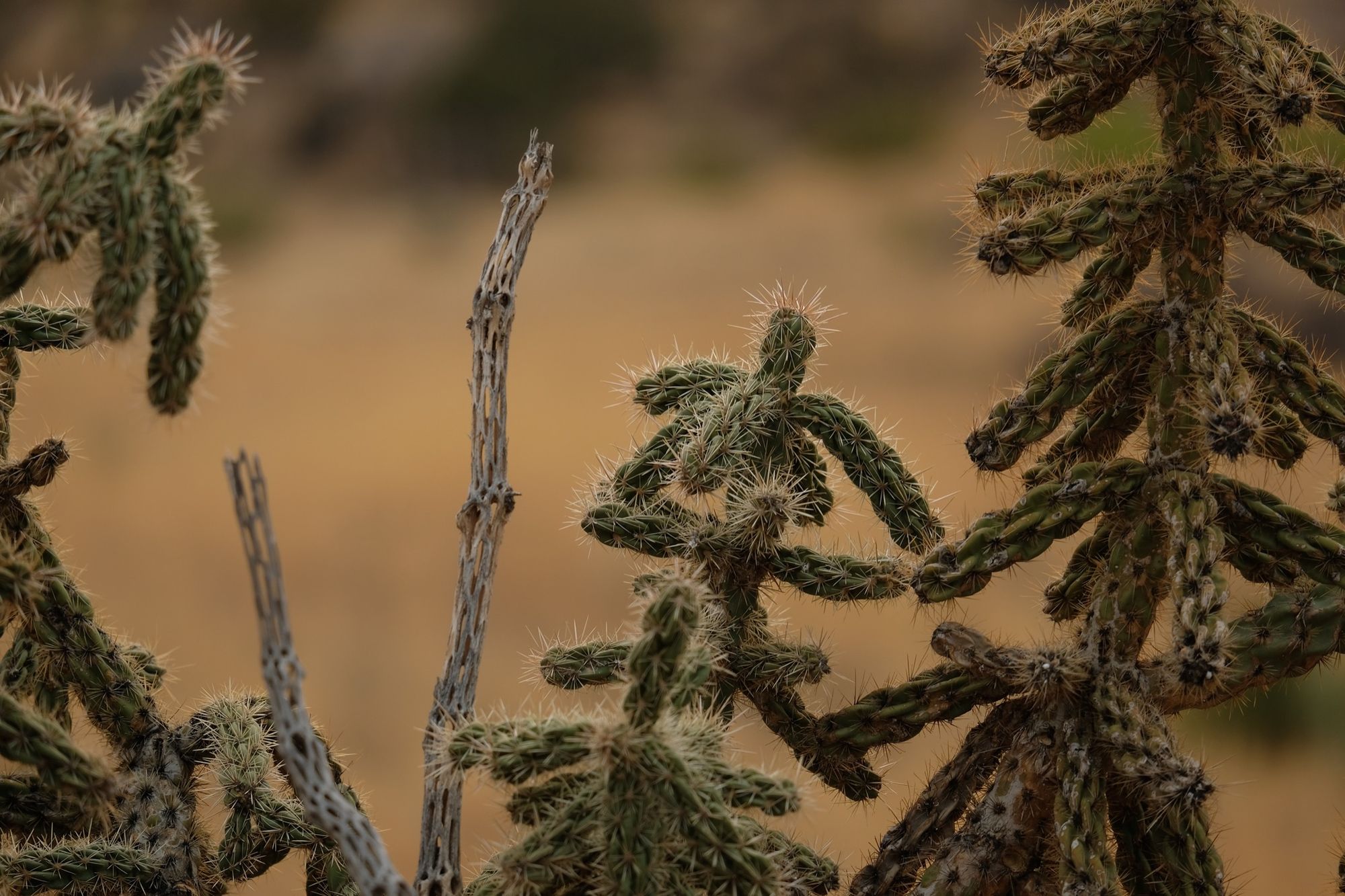 a close up photograph of a spikey cholla cactus with some of its woody skeleton standing with it