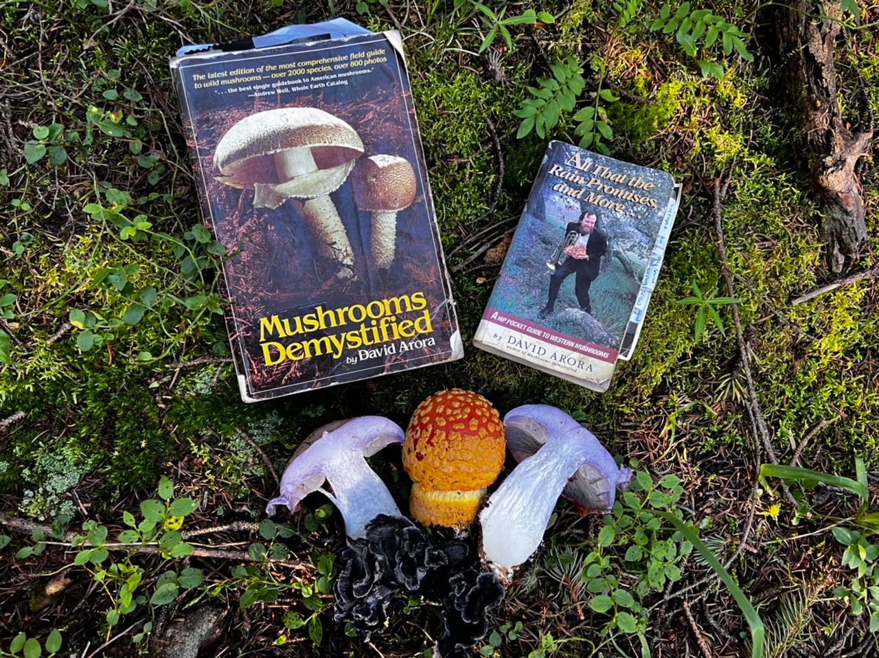 Two books, laying on moss with an arrangement of purple, blue, red, white and yellow mushrooms below