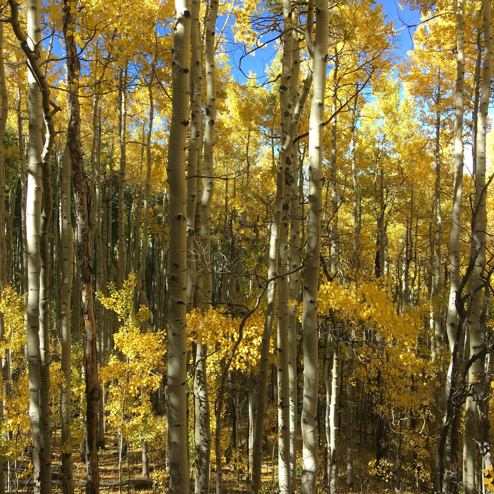 a photo looking through an aspen grove in fall, the golden yellow leaves contrasted with the white and black of the tree trunks