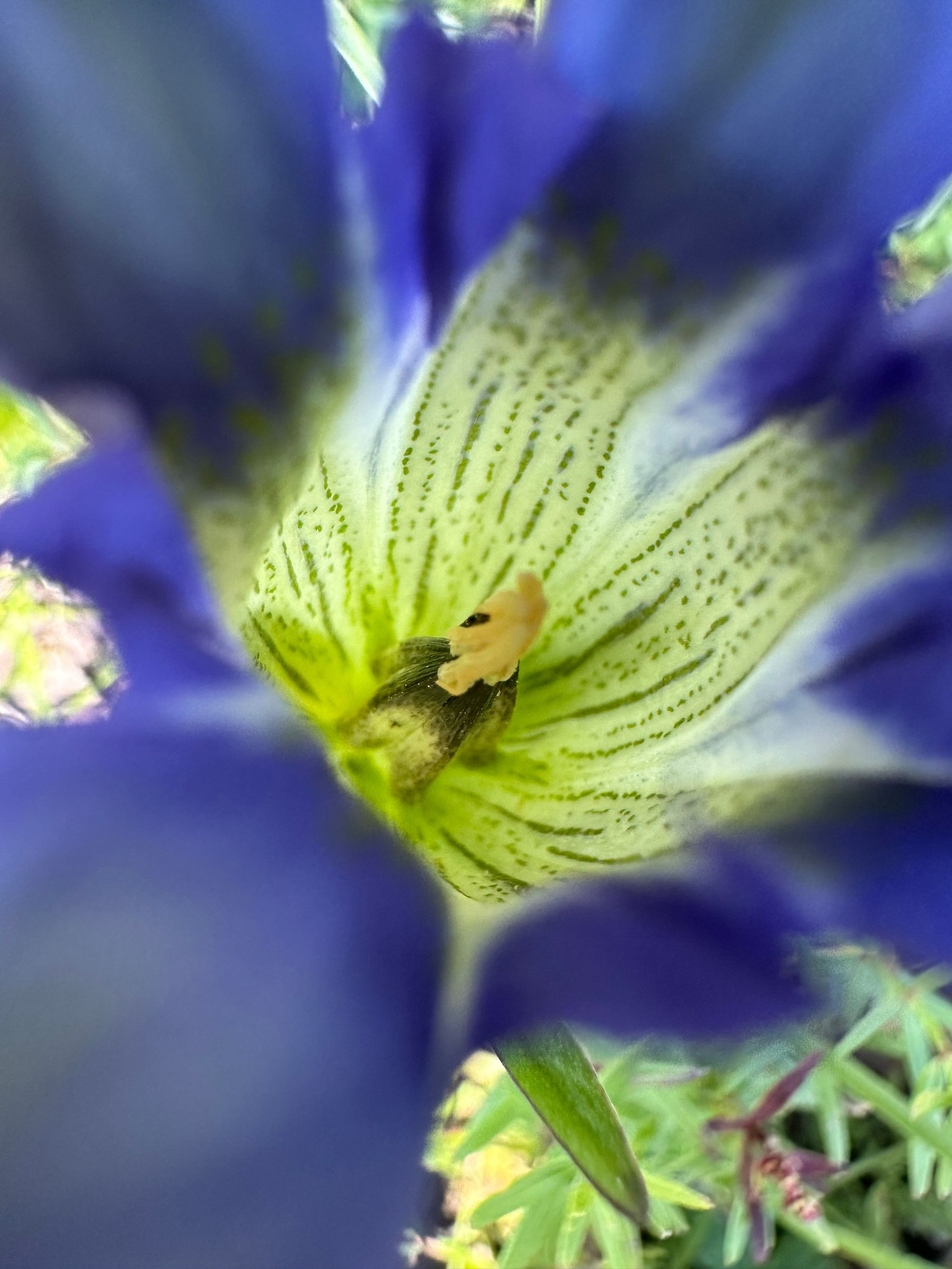 A close-up image inside of a wildflower in shades of blue, green and yellow