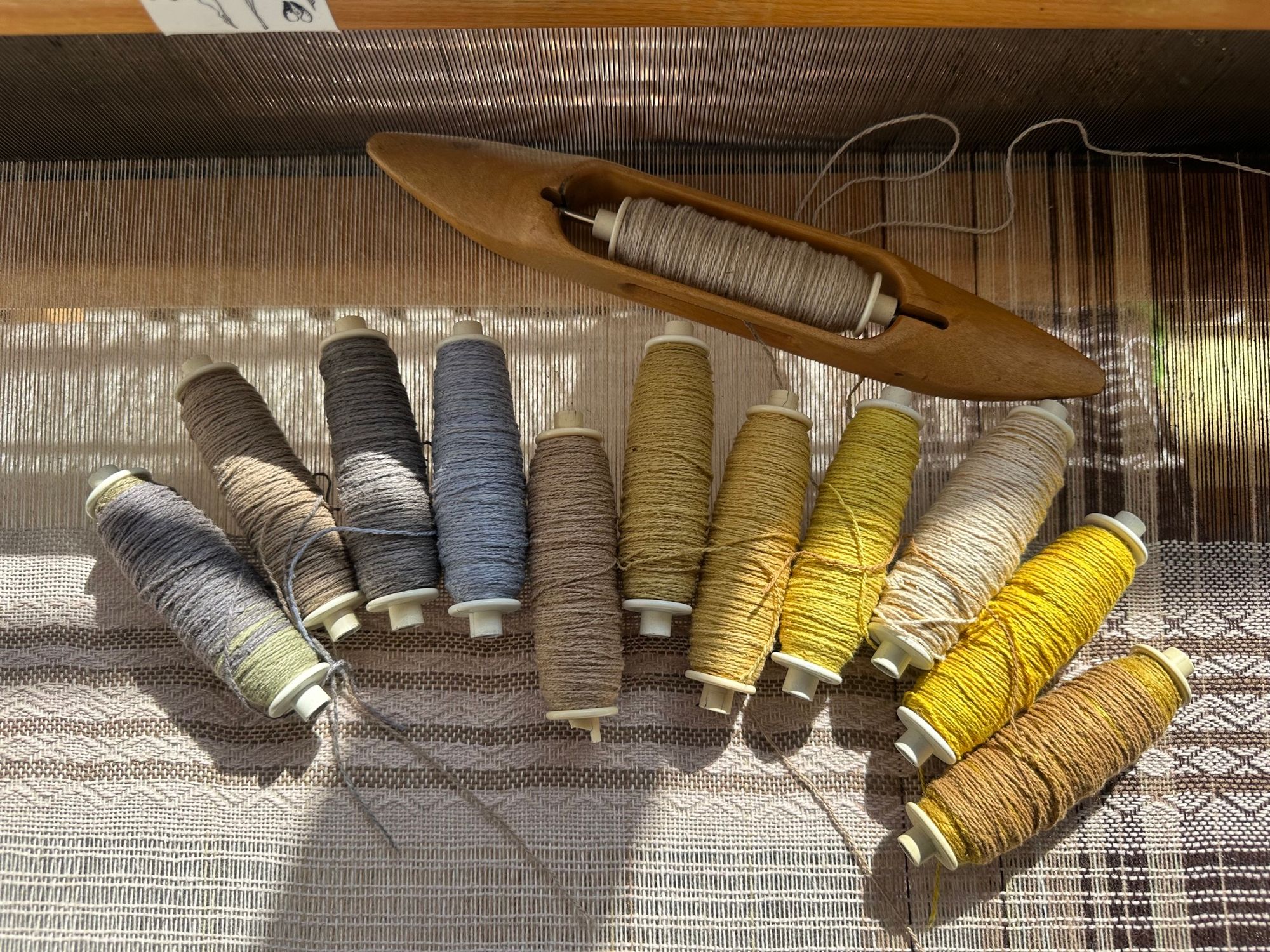 11 bobbins of naturally dyed raw silk in shades of soft blue, grey, brown and all shades of yellow lay on the cream colored threads of a loom