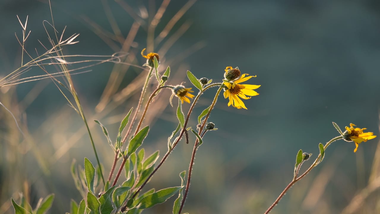 flowers blossoming