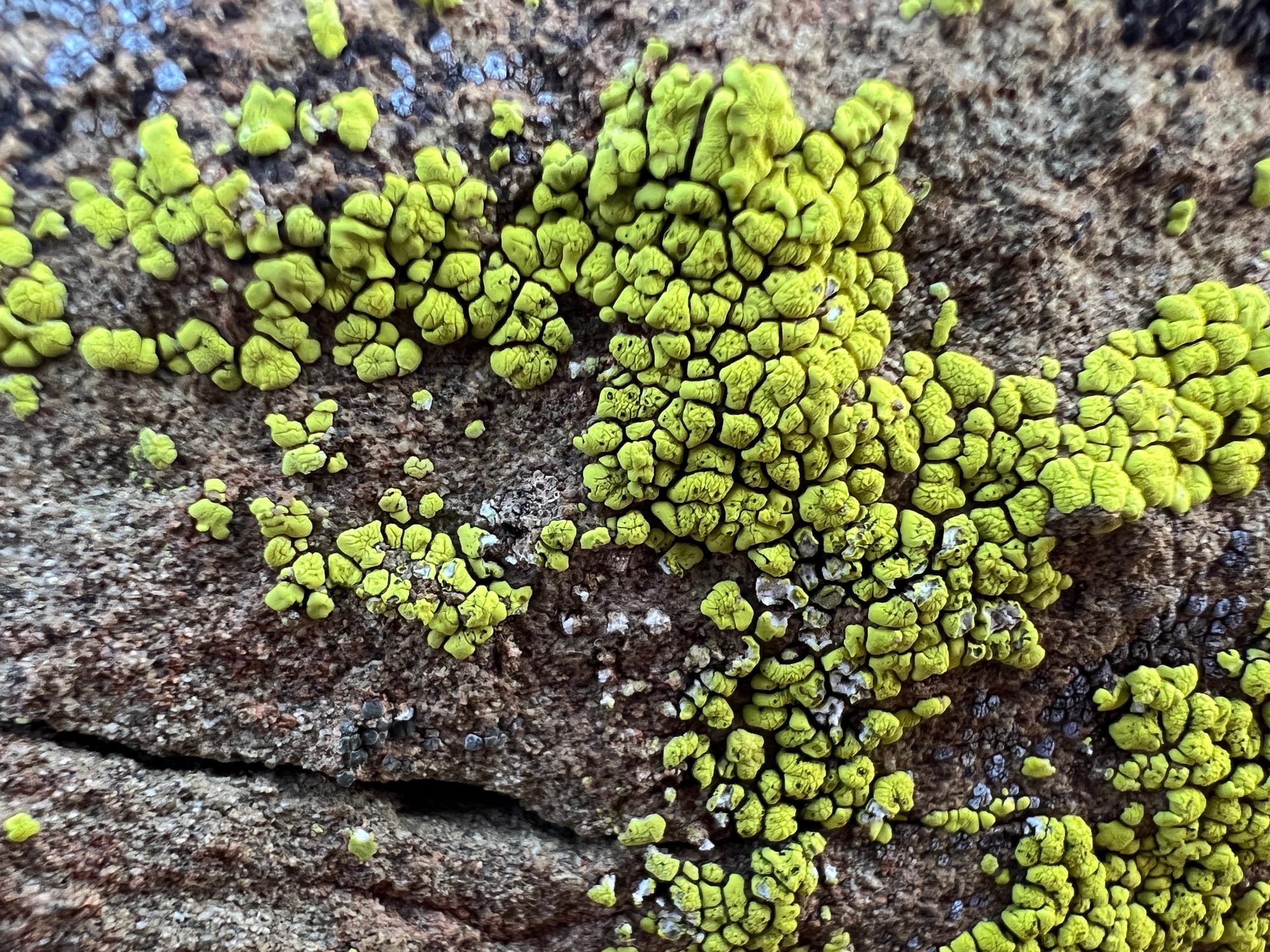 Bright green lychen growing bubbly on a piece of tan sandstone.