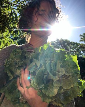 Lettuce as a marker of time