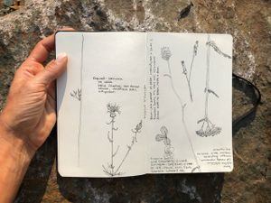 Sketchbooks № 1