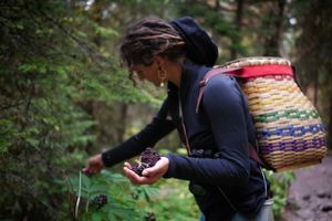 Harvesting elderberries