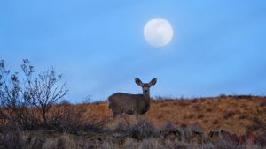 A doe deer looks straight at the viewer with the full moon rising just above her head.