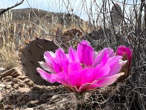 A brilliant waxy pink cactus flower fills the foreground into the back recedes dry grass, cactus and desert mountains