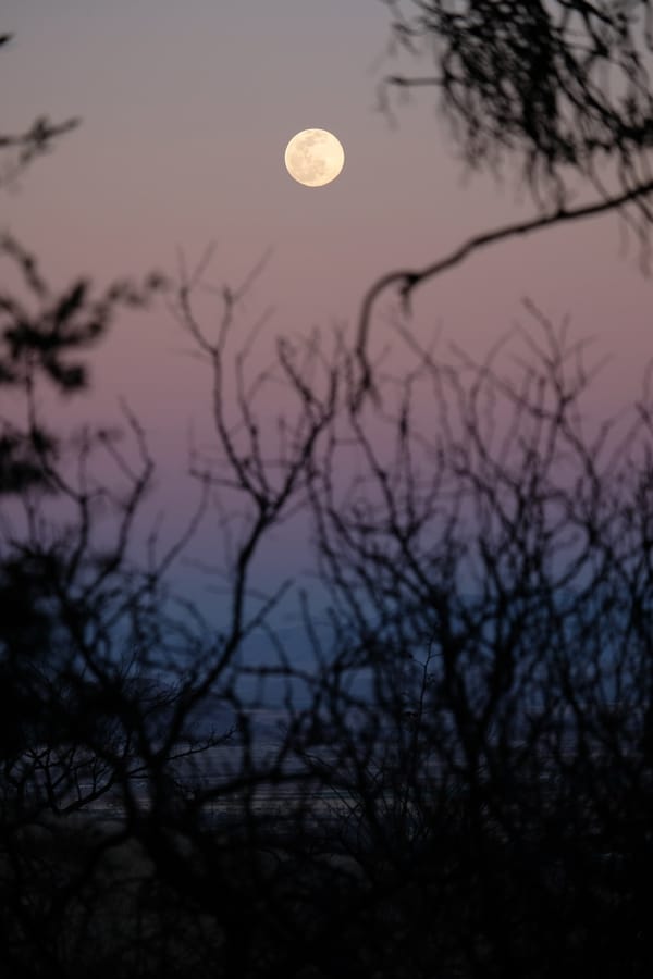 The Moon & Mesquite