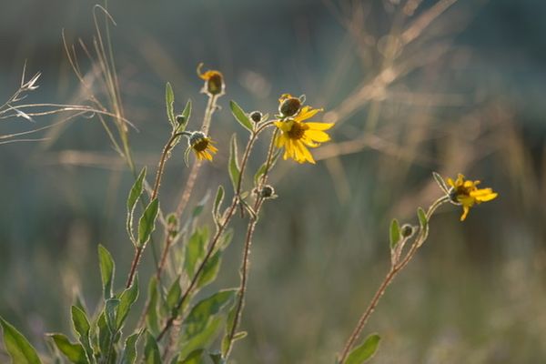 Dispatch № 9 · Flowers Blossoming