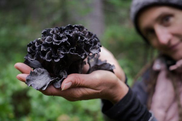 Dispatch № 10 · Montana