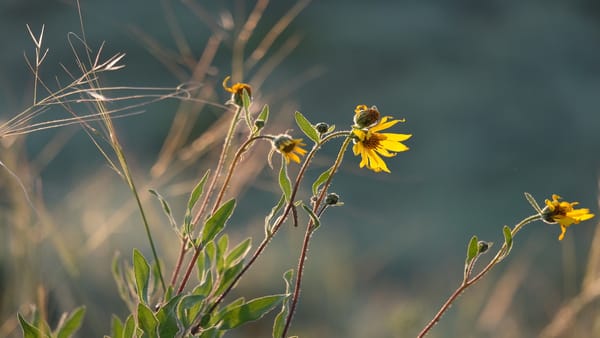 flowers blossoming