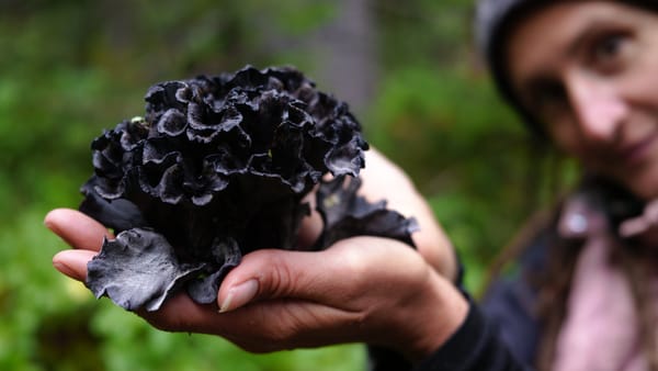 Forage Forage Forage Fungi Friends