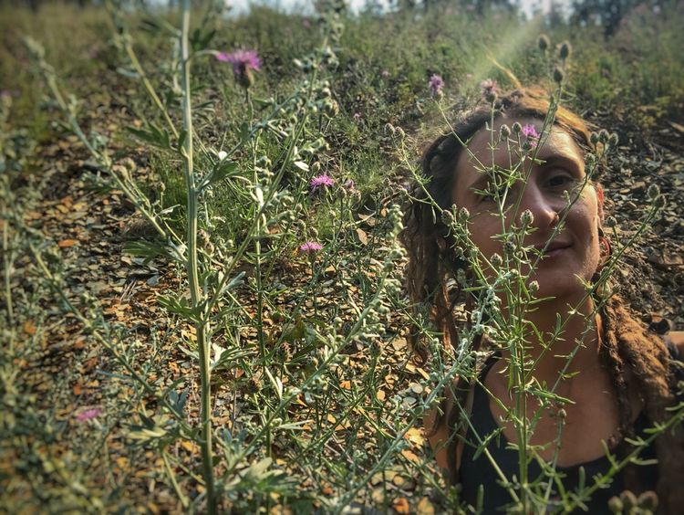 Knapweed on a Scree Field